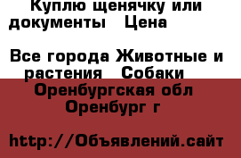 Куплю щенячку или документы › Цена ­ 3 000 - Все города Животные и растения » Собаки   . Оренбургская обл.,Оренбург г.